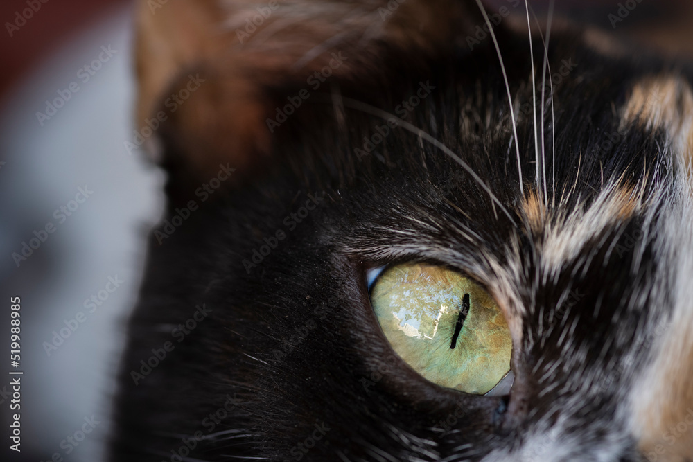 Cat eye macro