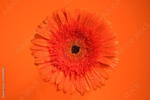 Orange gerbera flower with water drops.