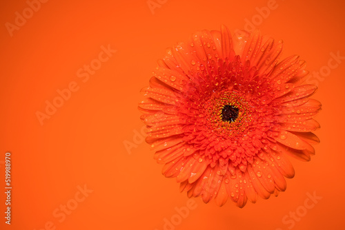 Orange gerbera flower with water drops.