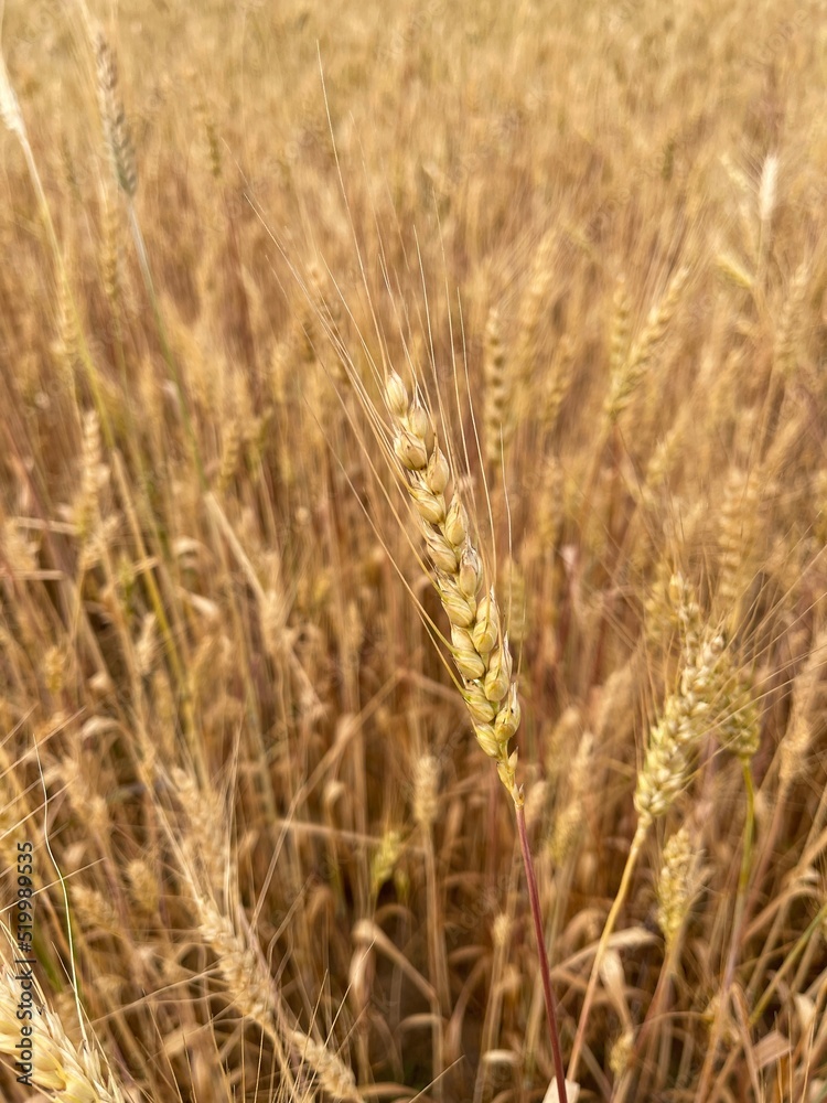 Field with wheat of golden color in the middle of summer