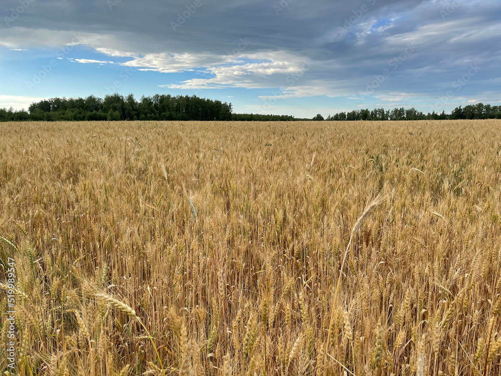 Field with wheat of golden color in the middle of summer Field with wheat of golden color in the middle of summer