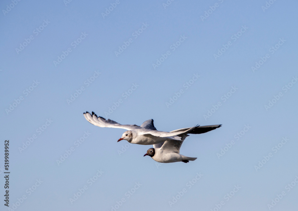 Fototapeta premium Heringsdorf ( Insel Usedom ) möven beim fliegen 2 möven 