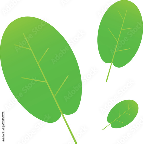 Green salad leaves