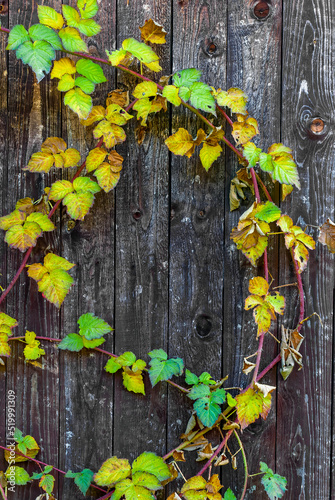 autumn vertical postcard - tayberry leaves on wood background photo