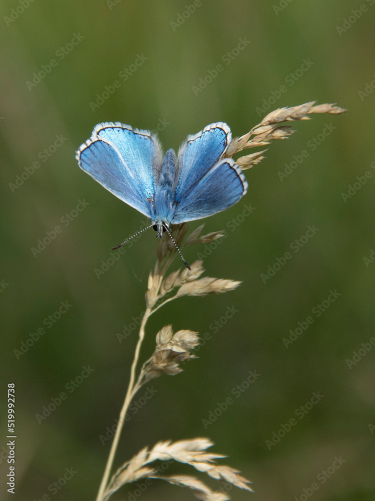 Belleza Azul Belleza Azul