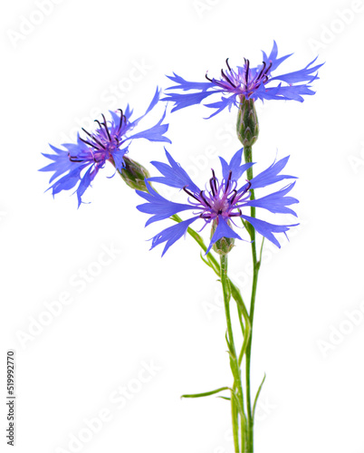 Purple knapweed flowers isolated on white background. Blue wild cornflower herb or bachelor button flower.