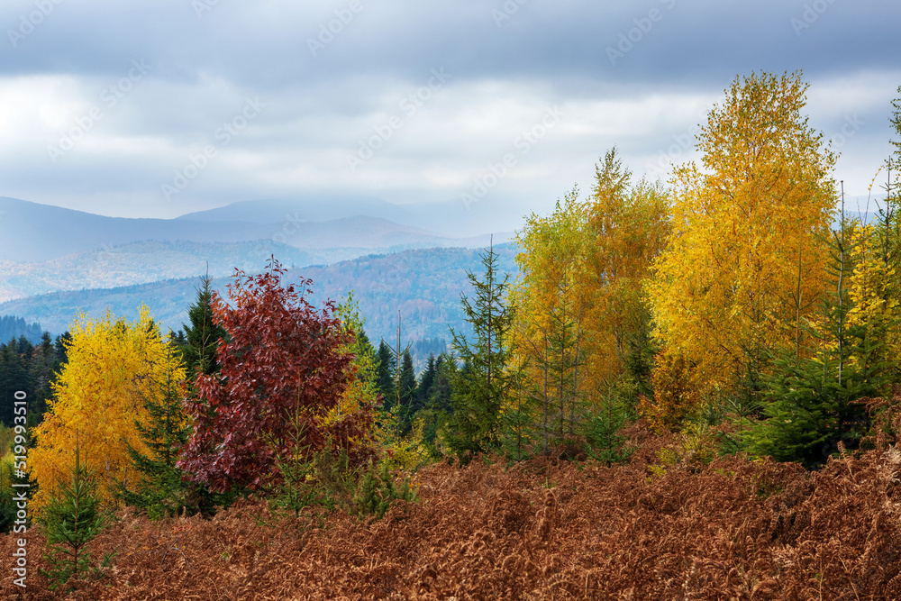 Fototapeta premium Golden autumn in the Eastern Carpathians.
