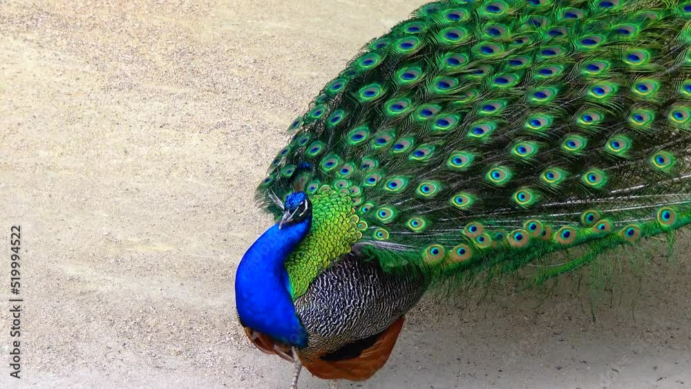 The Indian (or blue ) peafowl, peacock (Pavo cristatus), shows the females his open fluffy tail