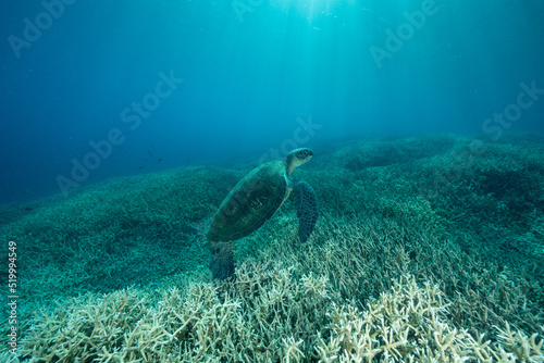 エダサンゴの海を泳ぐアオウミガメ 小笠原の海