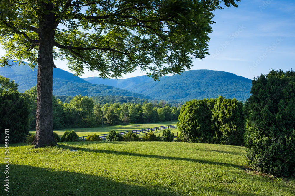 Blue Ridge Mountains with Tree and Green Field in the Foreground