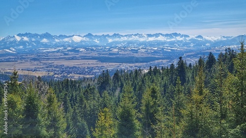 Polish forest with Tatra mountains in the background