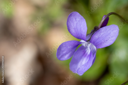 Fiołek leśny. Viola reichenbachiana