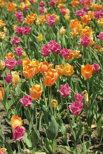Beautiful pink and yellow spring tulips growing in the fields.