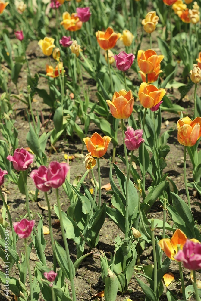 Obraz premium tulips in the garden