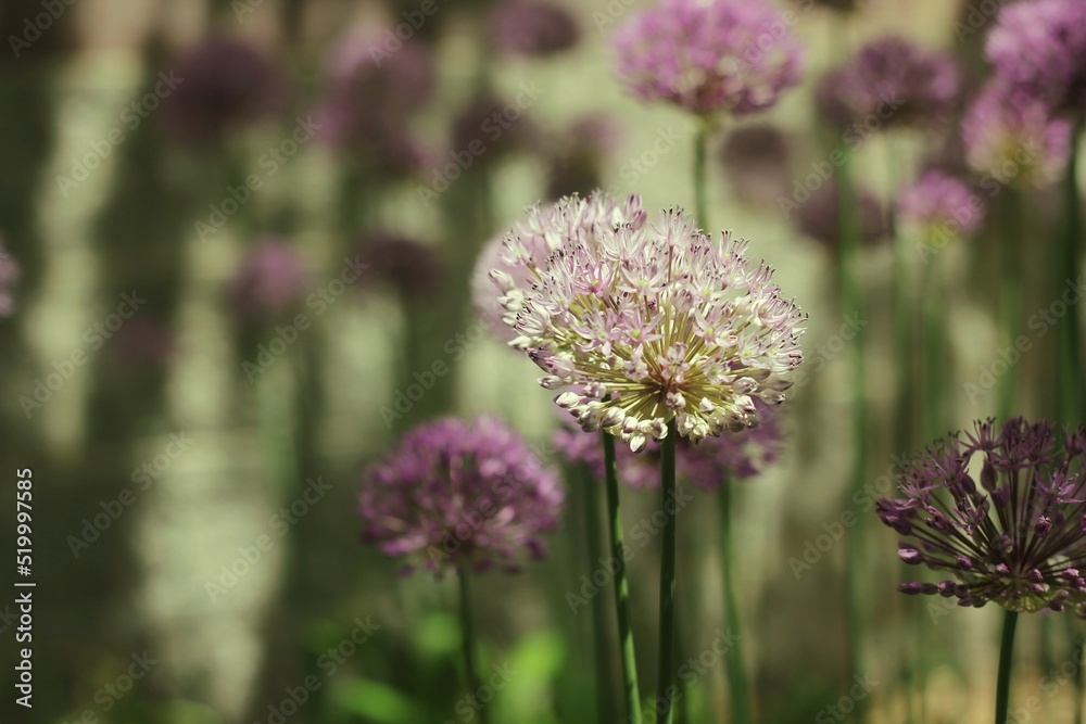 Fototapeta premium flowers in the garden