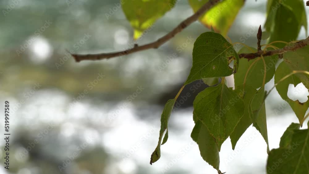 leaves on a branch leaves on a branch