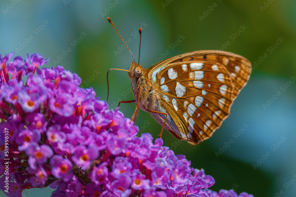 Obraz premium Nahaufnahme von einem schöner orangefarbenen Schmetterling (Kaisermantel) auf lila Fliederblüten. 