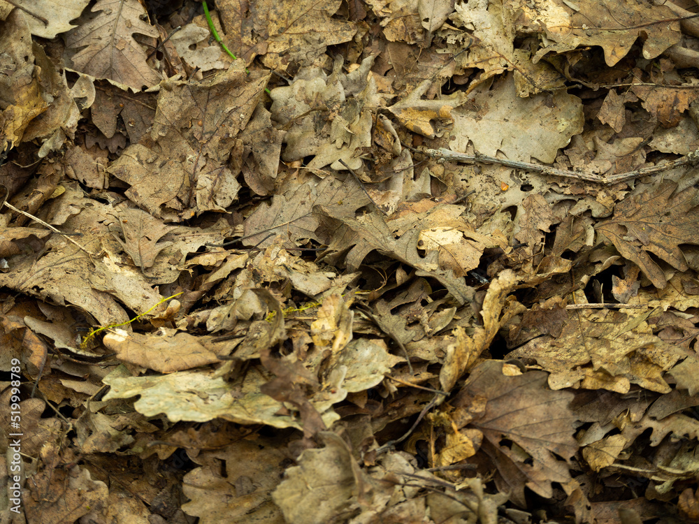 A photo of dried leaves on forest ground 