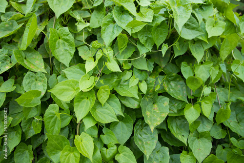 Natural view The textured background of Plant green leaf