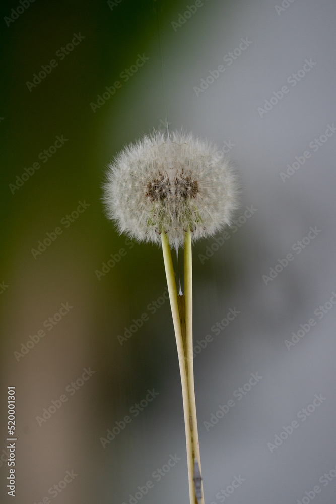 Obraz premium dandelion