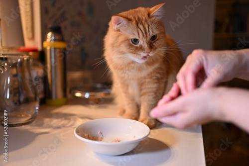おやつをもらう猫（マンチカン）