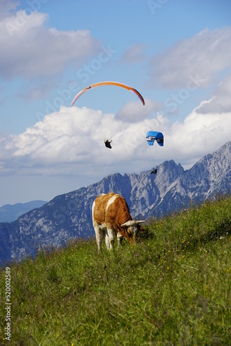 Paragliding & Kuh photo