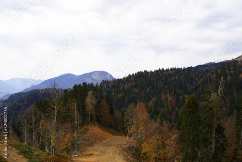 Coniferous forest and mountains, wildlife, landscape. 