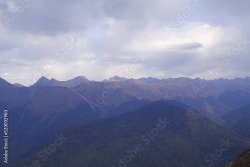Coniferous forest and mountains, wildlife, landscape. 