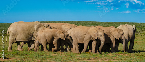 Photos Elephants bathing, Addo Elephant Park South Africa, Family of Elephants in Addo Elephant park, Elephants taking a bath in a water poolwith mud