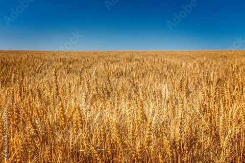 Endless cornfield  corn chamber in Montana  USA