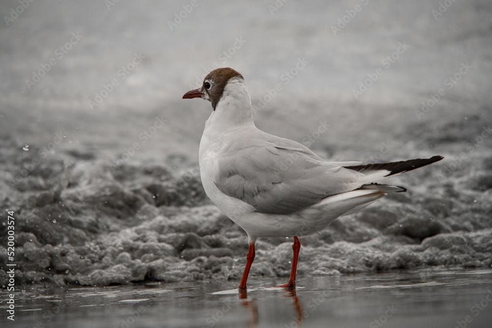 Beautiful young black-headed gull standing on shore at water. Blurred background Beautiful young black-headed gull standing on shore at water. Blurred background