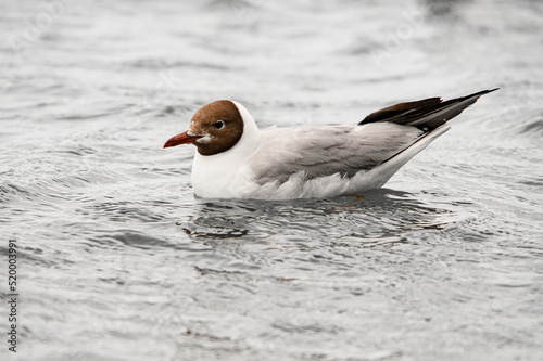 close-up of black-headed gull floating on water. Waterbird