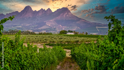 Vineyard landscape at sunset with mountains in Stellenbosch, near Cape Town, South Africa. wine grapes on vine in vineyard, photo