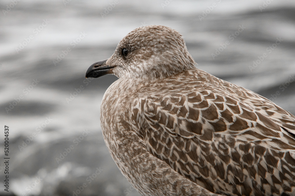 Close-up view of young handsome brown mottled seagull on blurred background. Close-up view of young handsome brown mottled seagull on blurred background.