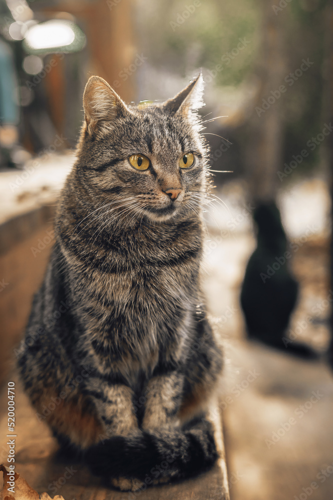 Obraz premium Portrait of brown striped cat sitting on wooden steps in autumn morning