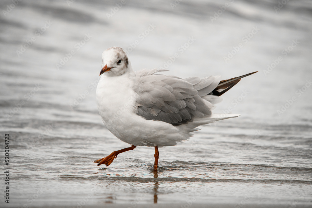 Beautiful young gull walking on shore at water. Blurred background Beautiful young gull walking on shore at water. Blurred background