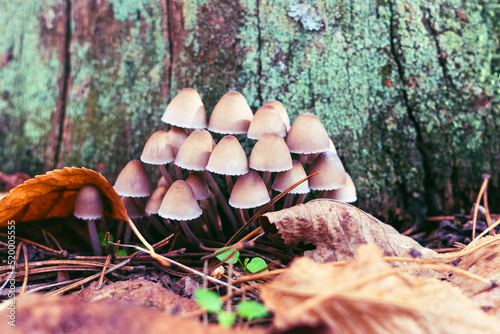 Psilocybe Bohemica mushrooms in the autumn forest among fallen leaves photo