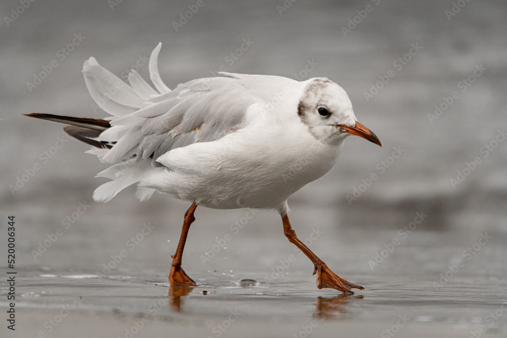 Close-up of white-gray gull walks along the sandy shore near the water