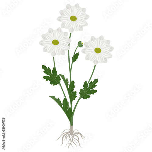 Chamomile chrysanthemum plant with flowers and roots on a white background.