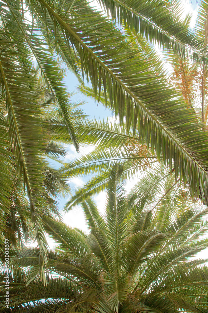Tropical Tropical