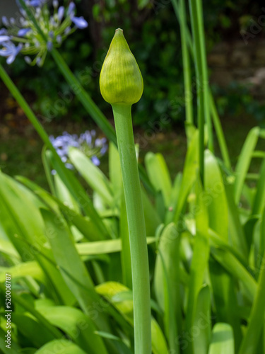 Bouton de fleur d agapanthe    le d Yeu