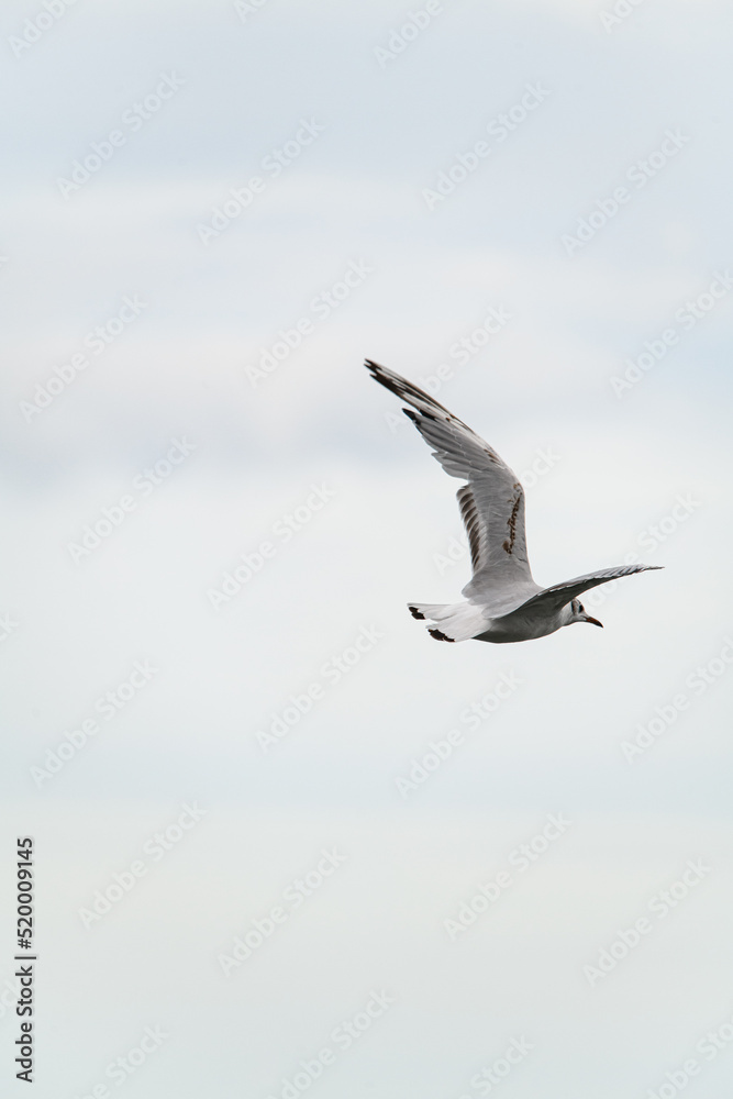 beautiful young black-headed gull flies with its wings spread wide against sky