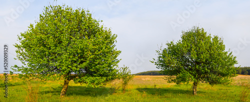 alone tree among green prairie, natural countryside background