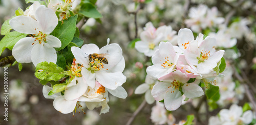 closeup apple tree branch in blossom, spring rural background © Yuriy Kulik