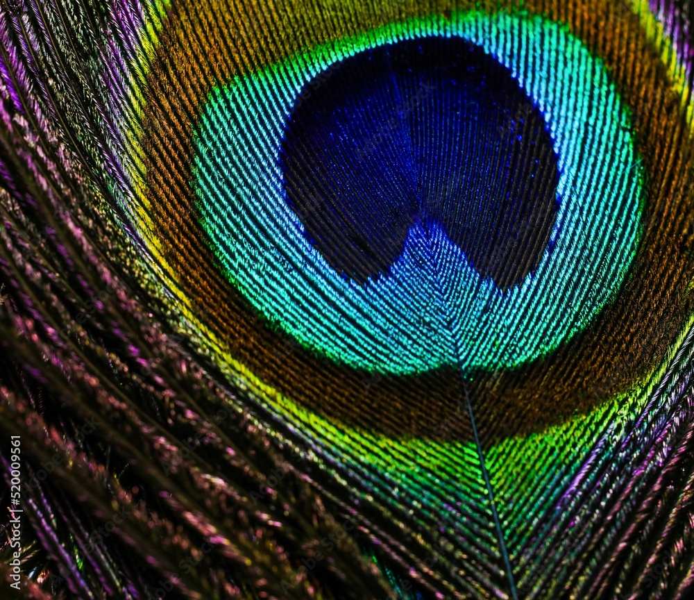 Fototapeta premium Peacock feather. Peafowl feather. Mor pankh. Bird feather. Abstract background. Janmashtami background. Feather. Wallpaper.
