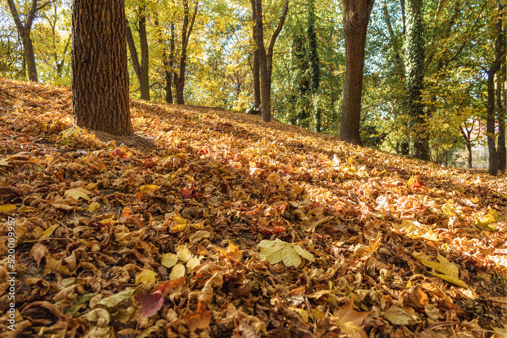 Fallen yellow leaves on the ground on an autumn day Fallen yellow leaves on the ground on an autumn day