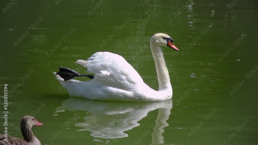 Swan swims on the water, reflection in the water Swan swims on the water, reflection in the water