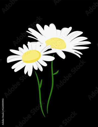 Vector illustration of daisy isolated on black background.