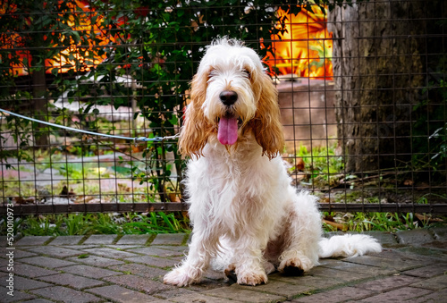 Cute vendee basset griffon dog is sitting in park in evening. Dog with his tongue hanging out.