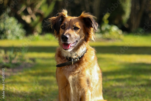 rudy uśmiechnięty pies
